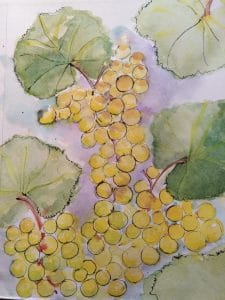 Cépage savagnin poussier