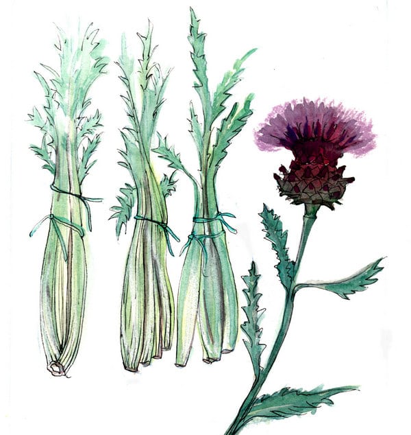 Pair cardoon with wine