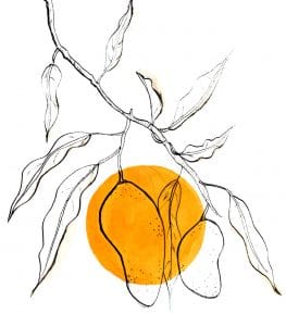 mango 2 web sessertmangue vin mango wine