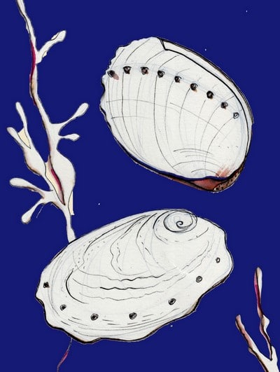 abalone shellfish