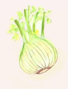 Fenouille