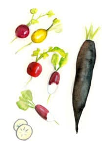 radish