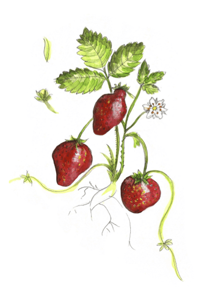 Fraises-Olivier-Poussier Salade Thaï