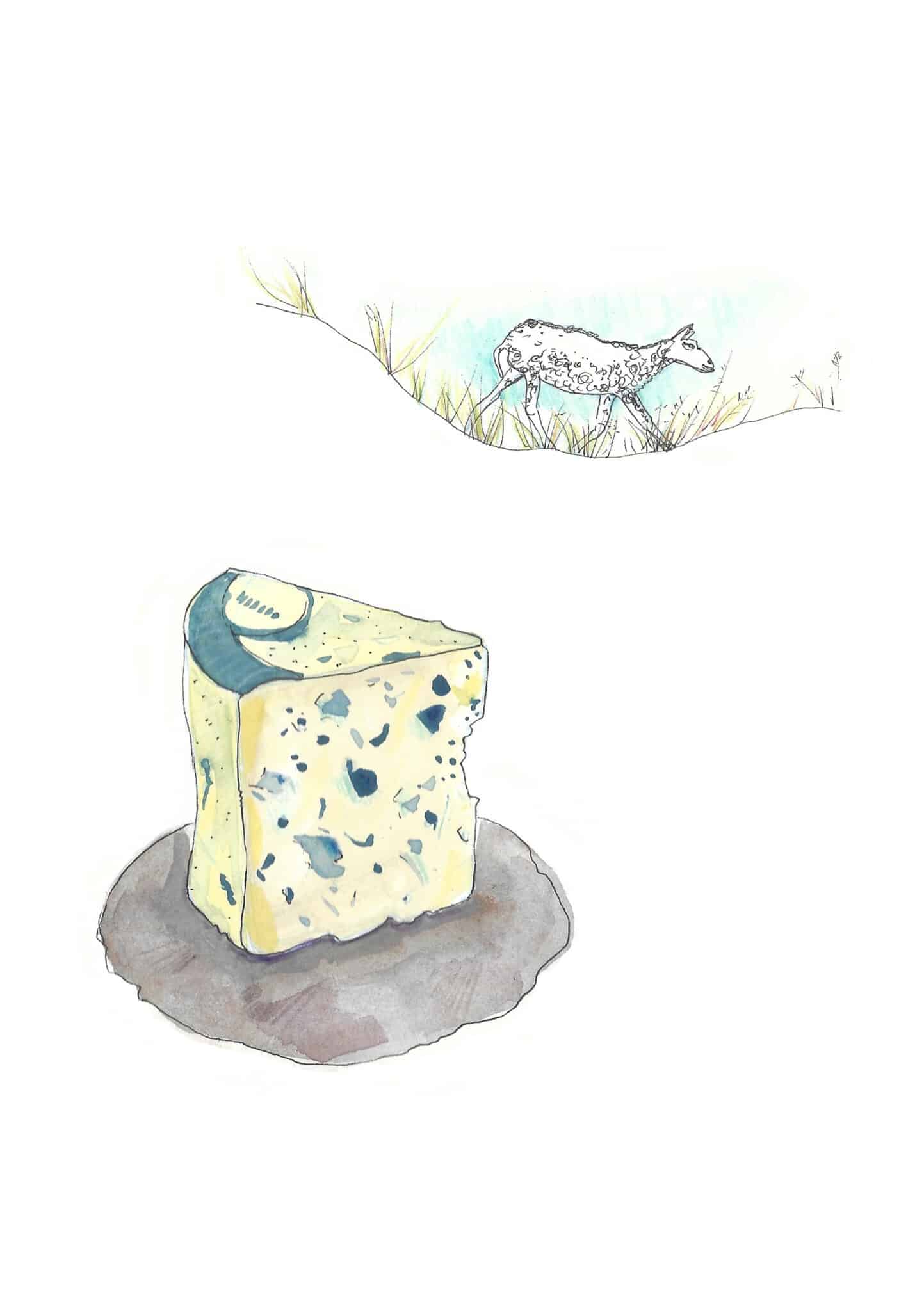 Roquefort Sheep Roquefort cheese